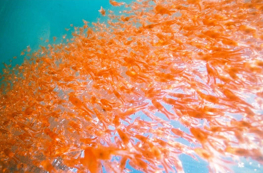 TẤT TẦN TẬT VỀ DẦU NHUYỄN THỂ OMEGA 3 KRILL