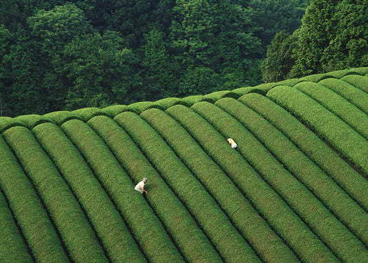 10 Sự Thật Ngạc Nhiên Bạn Chưa Biết Về Trà Matcha