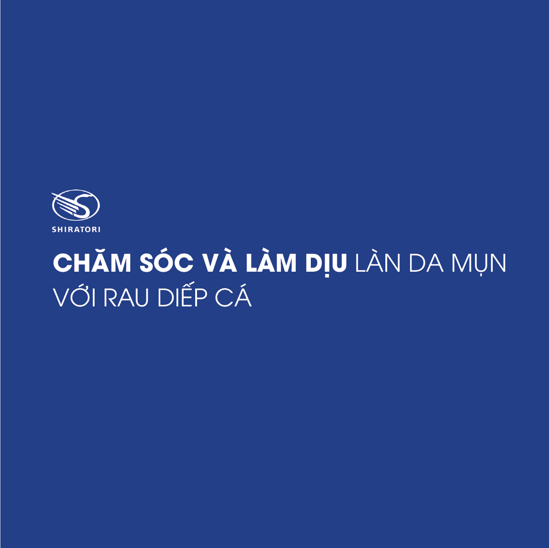 CHĂM SÓC VÀ LÀM DỊU LÀN DA MỤN VỚI RAU DIẾP CÁ