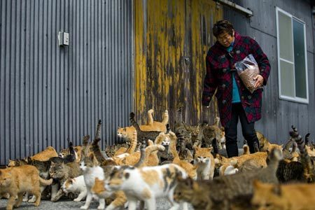 Hòn đảo kỳ lạ nơi mèo nhiều hơn người ở Nhật Bản