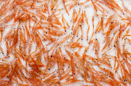 Khám phá quy trình khai thác Krill Oil – dầu Nhuyễn thể quý giá từ Nam Cực